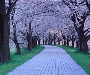 pic for Sakura Tree Path 